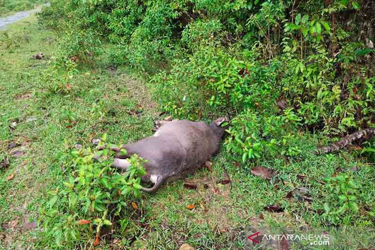 Belasan ternak kerbau di Simeulue mati mendadak