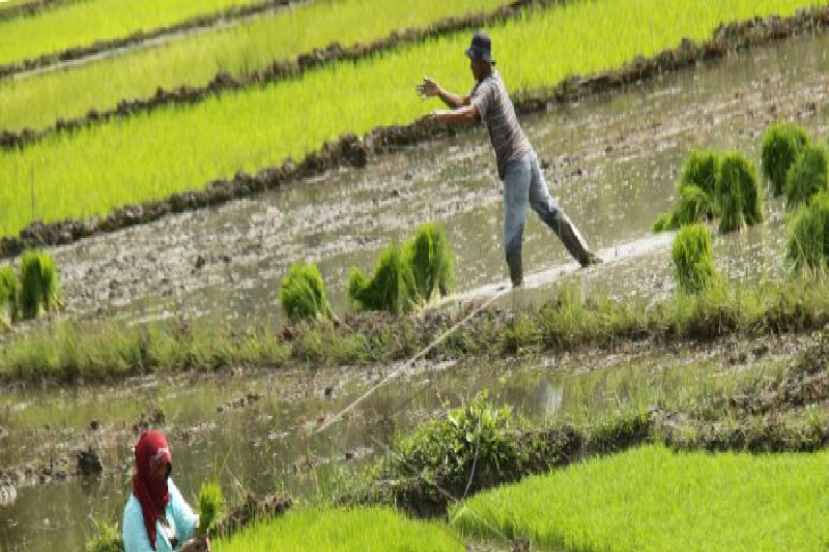 Seribu hektare lahan padi di Aceh Besar terserang penyakit kresek