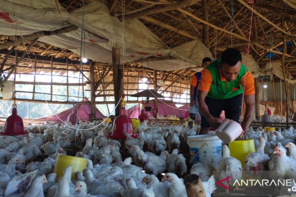 Lapas Atambua pasok ribuan ayam budidaya warga binaan ke pasar