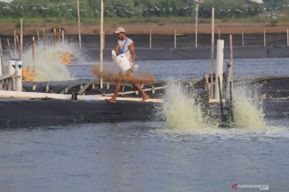 Pengembangan shrimp estate  perlu dipastikan tidak rusak mangrove