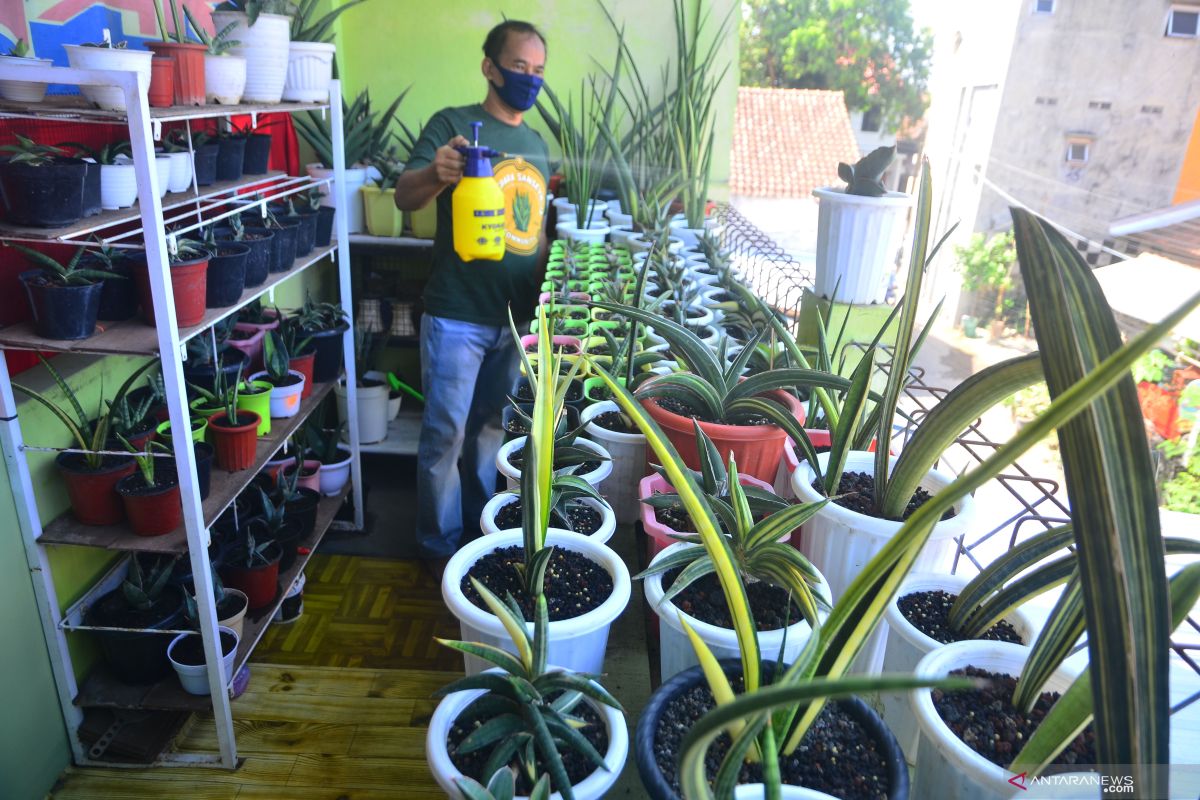 Simak lagi warta soal kehamilan Alyssa Daguise, tanaman pemurni udara