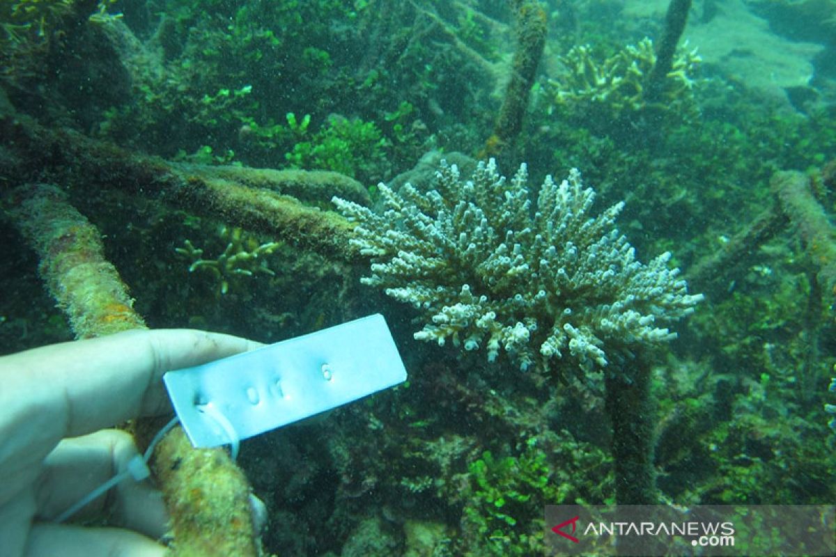 YKAN harap terumbu karang rusak diperbaiki melalui dana asuransi