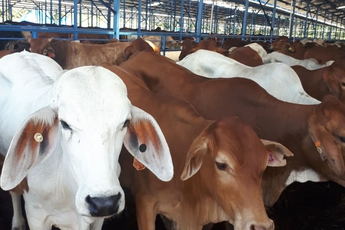 Pemkab Penajam kembangkan sapi potong penuhi kebutuhan daging