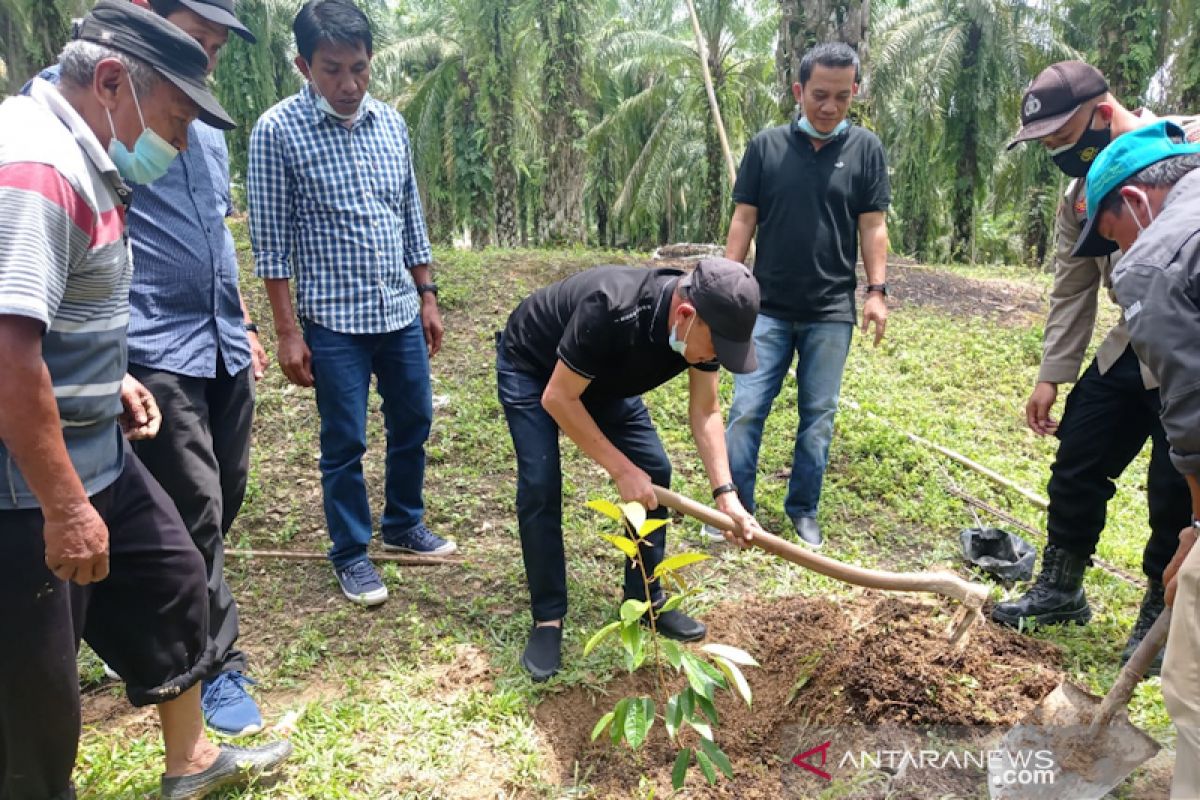 Bupati Aceh Tamiang tanam pohon buah-buahan di DAS Gunung Pandan