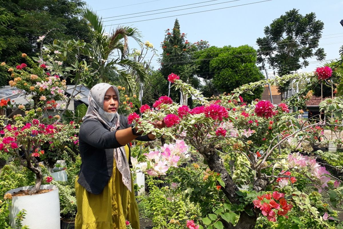 Permintaan bunga hias bugenvil di Kediri semakin tinggi saat pandemi