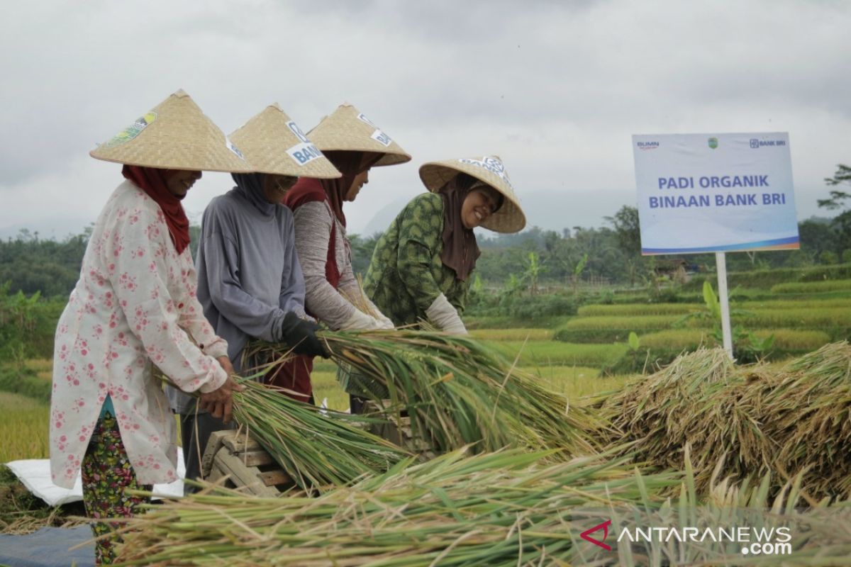 BRI salurkan kredit mikro ke sektor pertanian capai Rp161,6 triliun