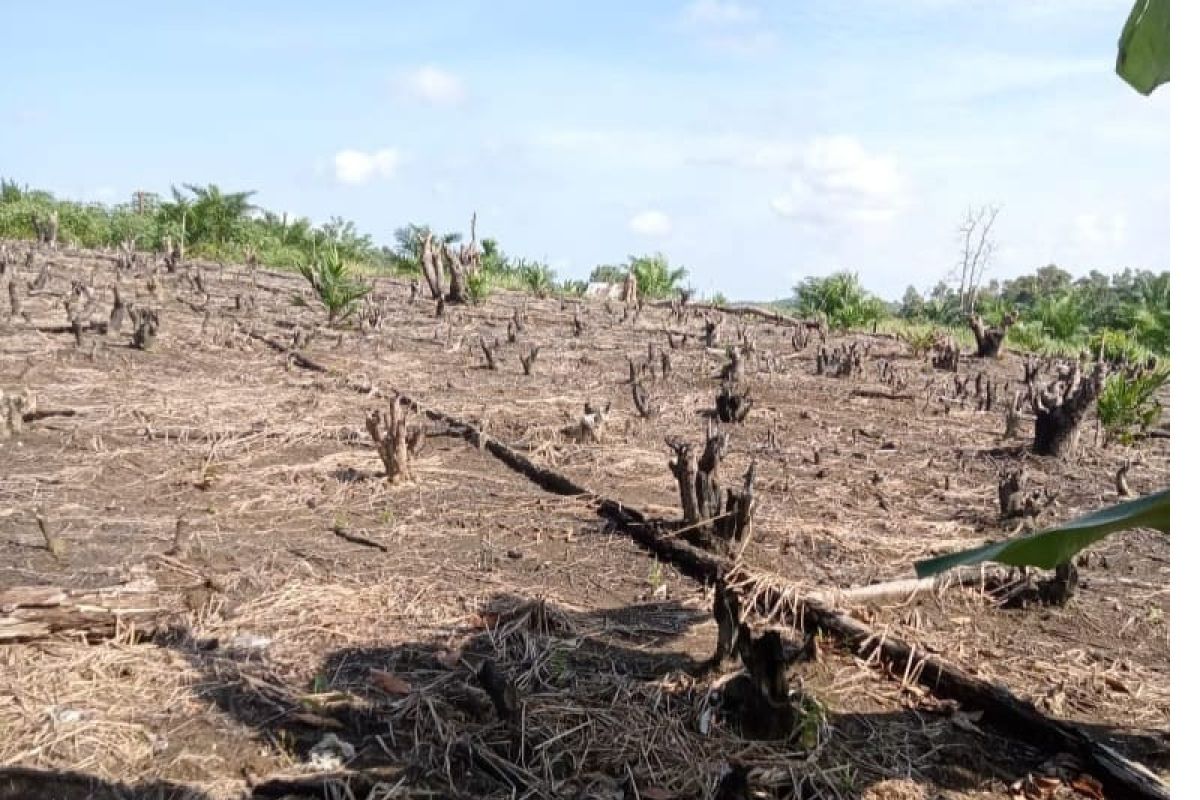 Pemkab Bangka targetkan 1.300 hektar tanaman padi sawah