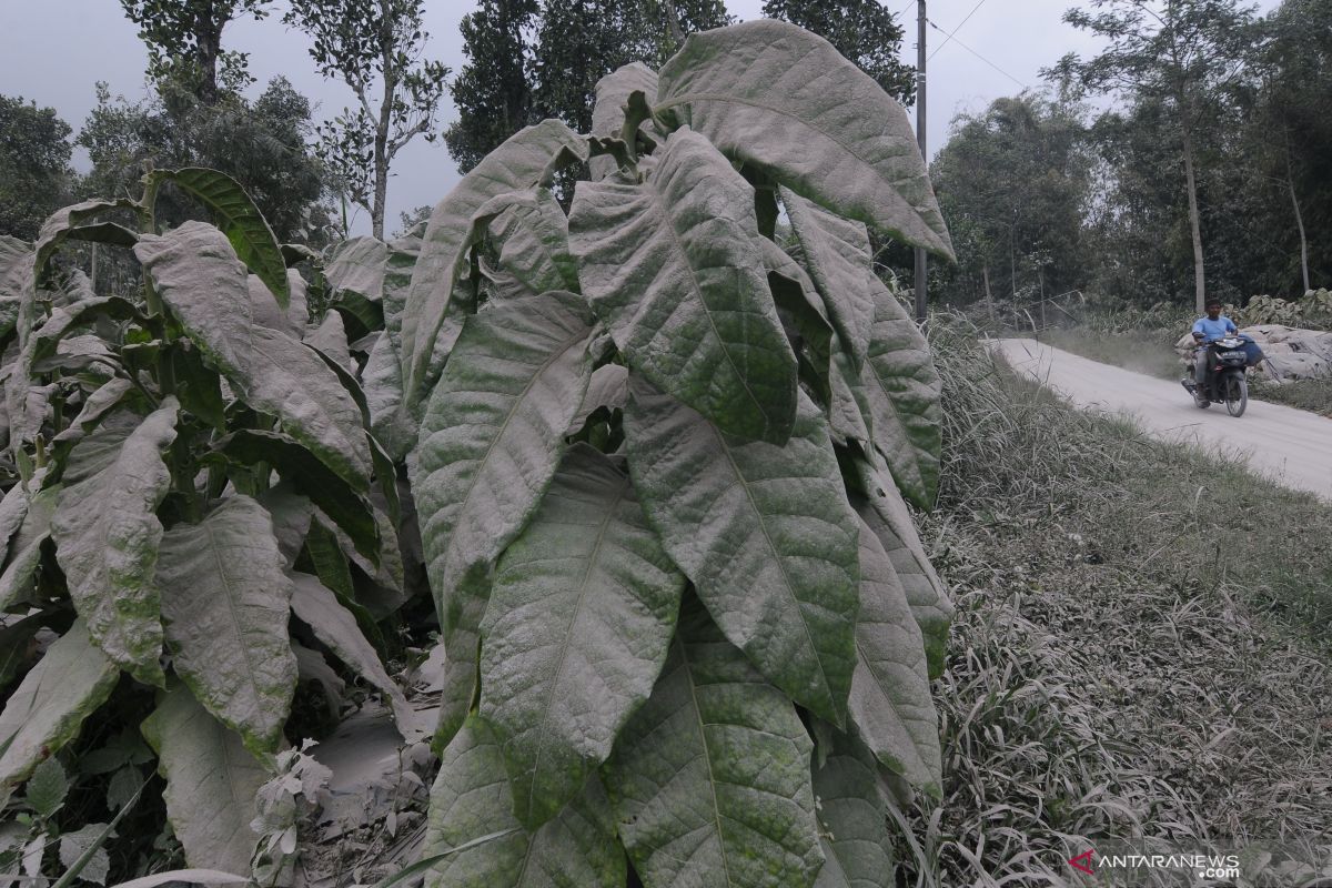 Hujan abu Merapi meliputi sejumlah desa di Kabupaten Magelang