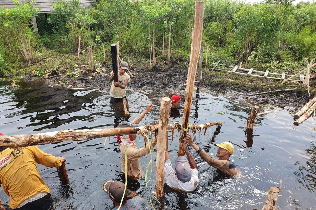 BRGM continues to involves citizens in peatland, mangrove restoration activities