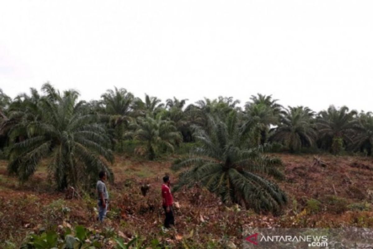 Kejati Aceh didesak tetapkan tersangka kasus replanting sawit di Nagan Raya