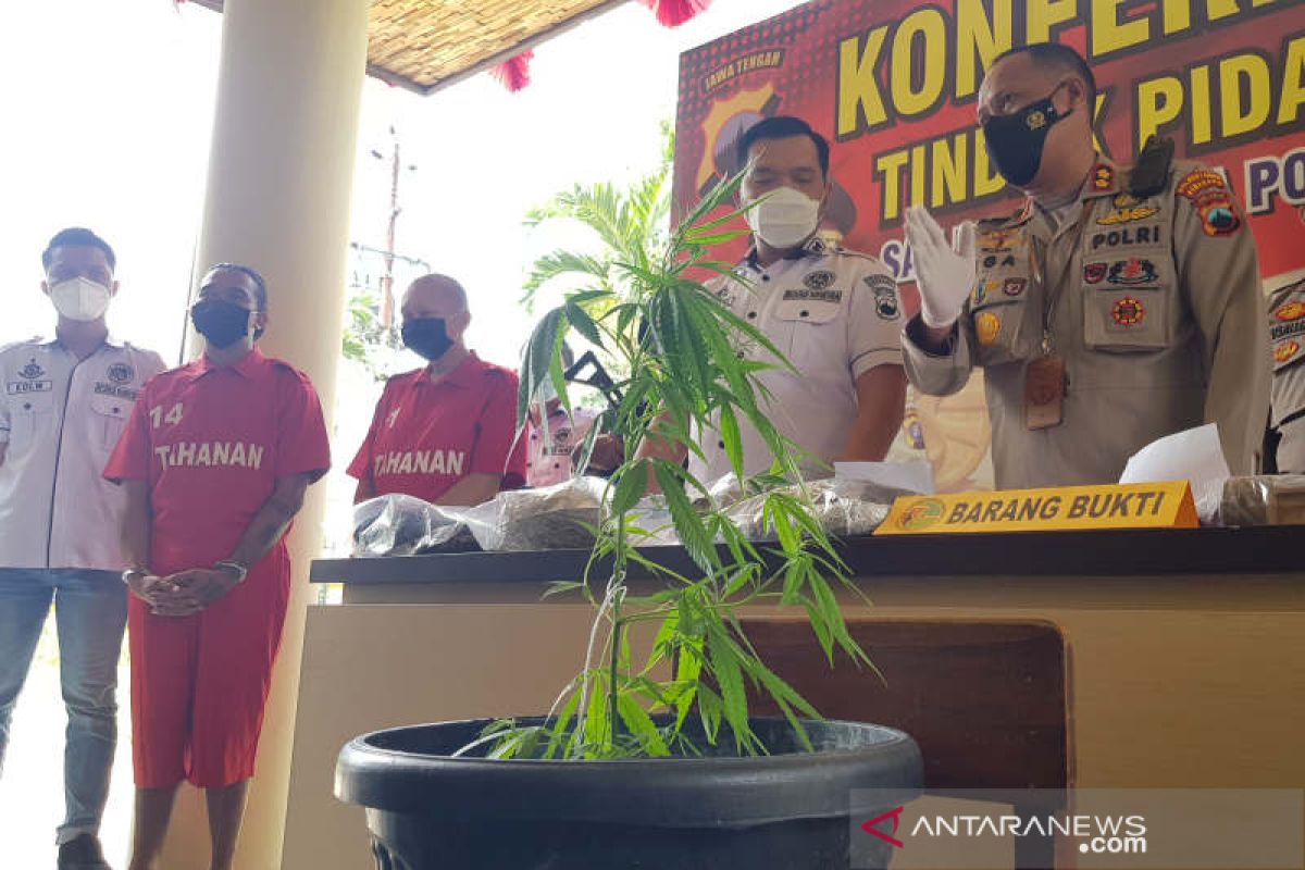Dua pengedar di Semarang menanam ganja dalam pot