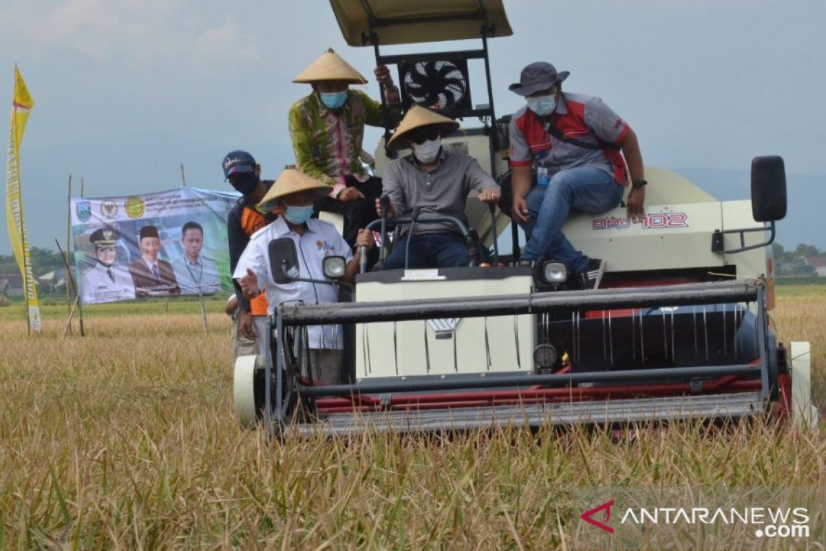 Kementan panen perdana demfarm varietas unggul di Probolinggo