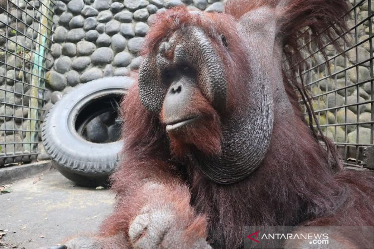 KLHK translokasi dua individu orangutan ke Kaltim pada HUT ke-76 RI