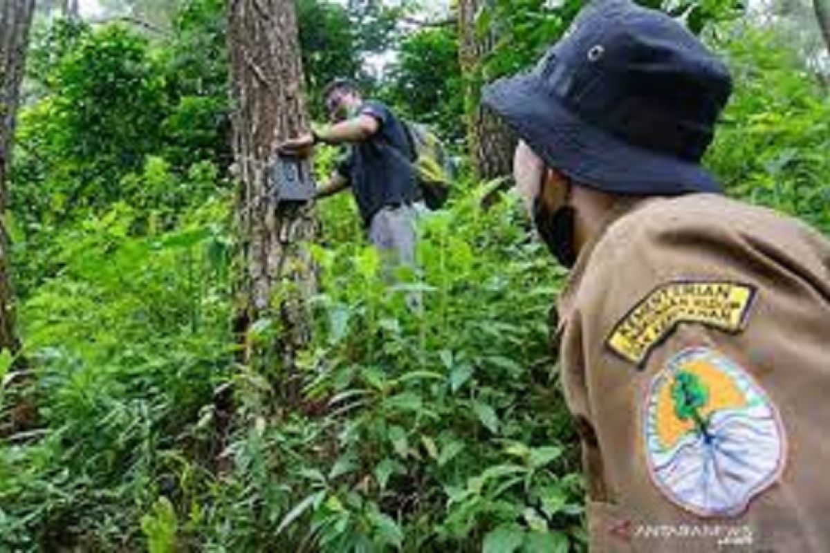 Harimau liar diduga masuk ke permukiman untuk mencari makan di Agam