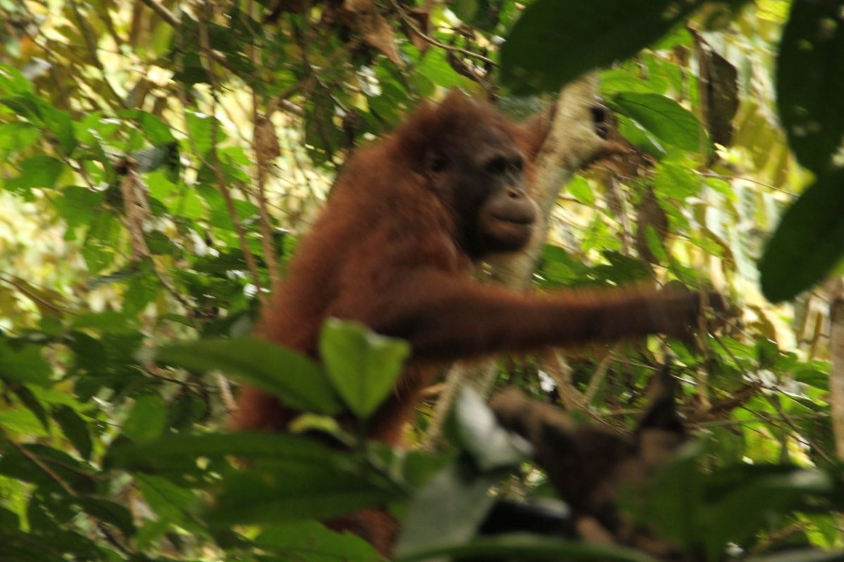 BOSF ingatkan pentingnya menjaga keberadaan orangutan di alam