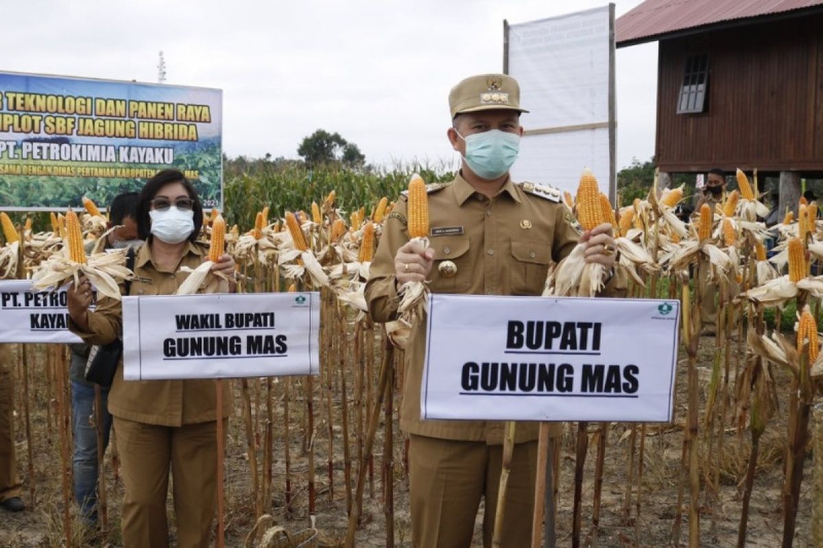 Bupati Gumas beberkan kemajuan program budidaya jagung hibrida