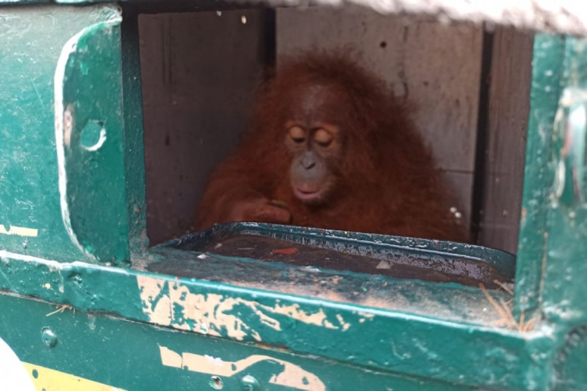 Seekor orangutan Sumatera pulang kampung