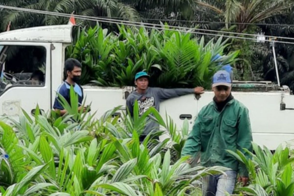 Disbunak Paser setor Rp192 juta hasil penjualan bibit sawit