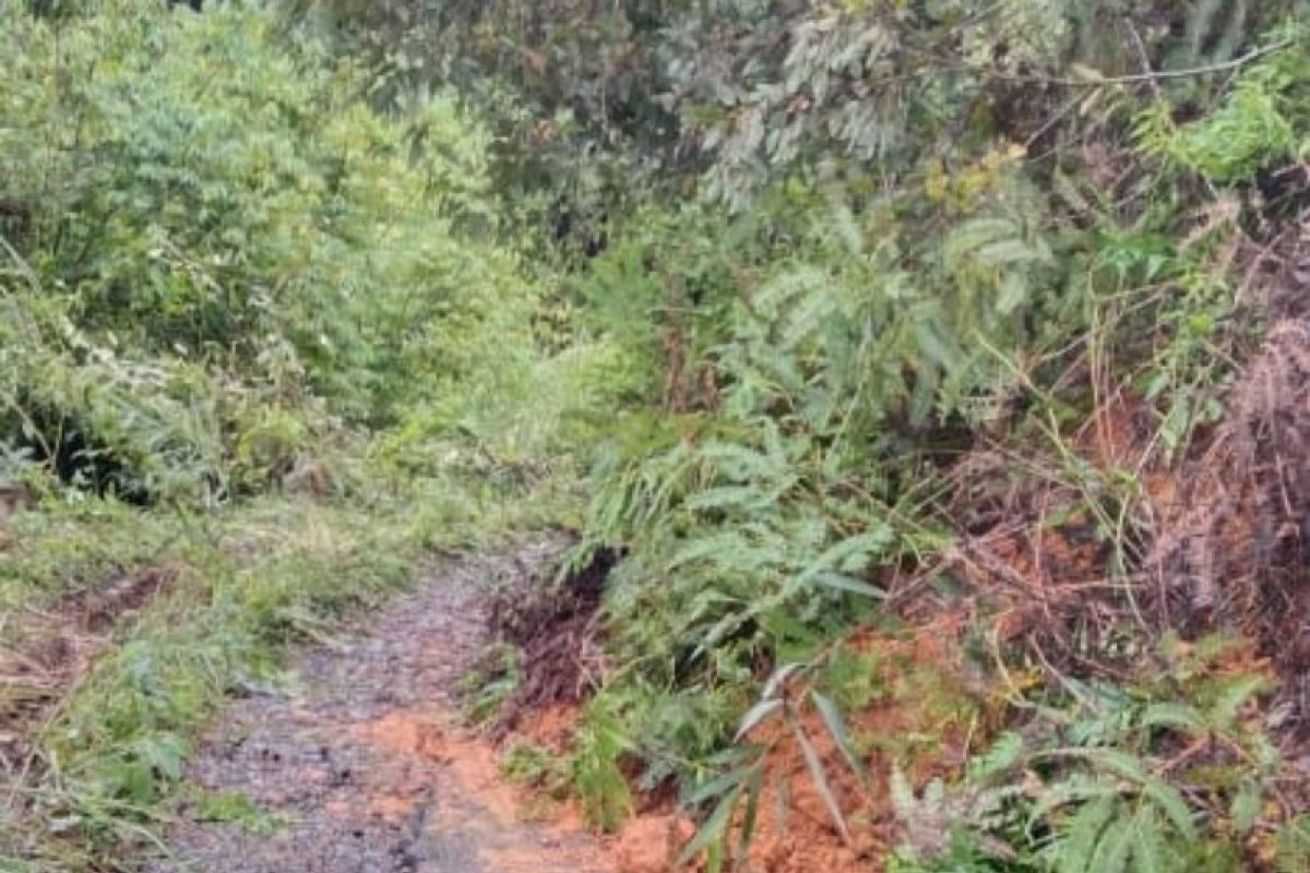 Longsor tebing setinggi lima meter nyaris memutus akses jalan desa di Tapsel