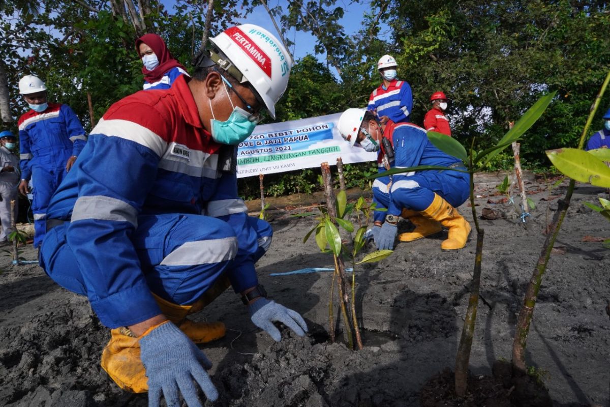 Pertamina RU VII Kasim tanam 760 bibit pohon Mangrove dan Jati Papua