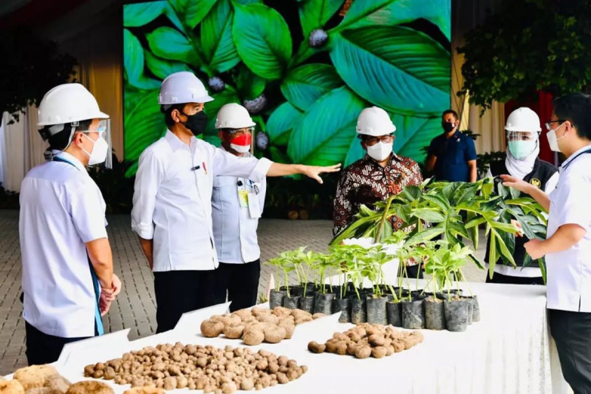 Jokowi terkesan melihat ribuan ton porang siap ekspor di Madiun