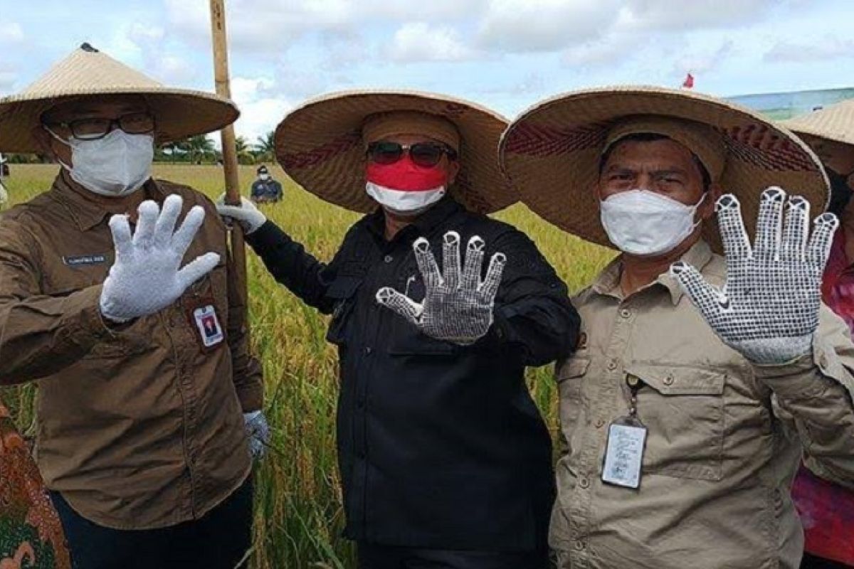 Wamentan dukung Sambas jadi lumbung beras Kalimantan Barat