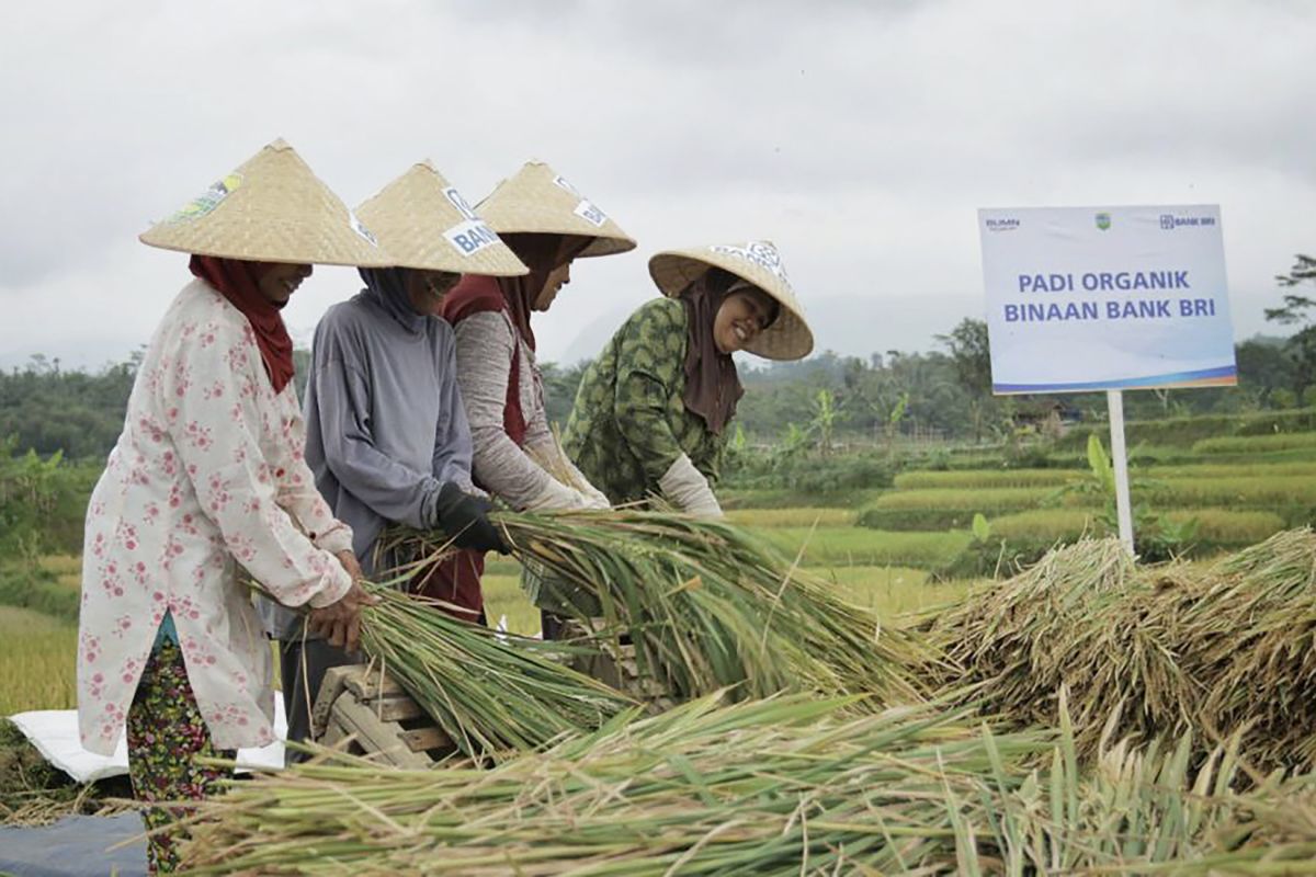 BRI Malang salurkan KUR hingga Rp12 triliun, terbanyak untuk sektor pertanian