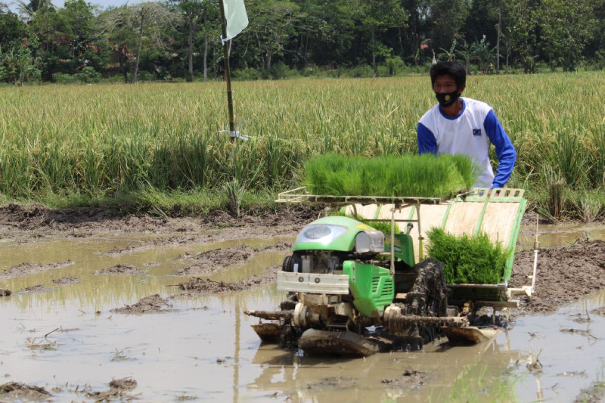 BPTP Lampung kembangkan varietas unggul lokal padi Ampai Merah