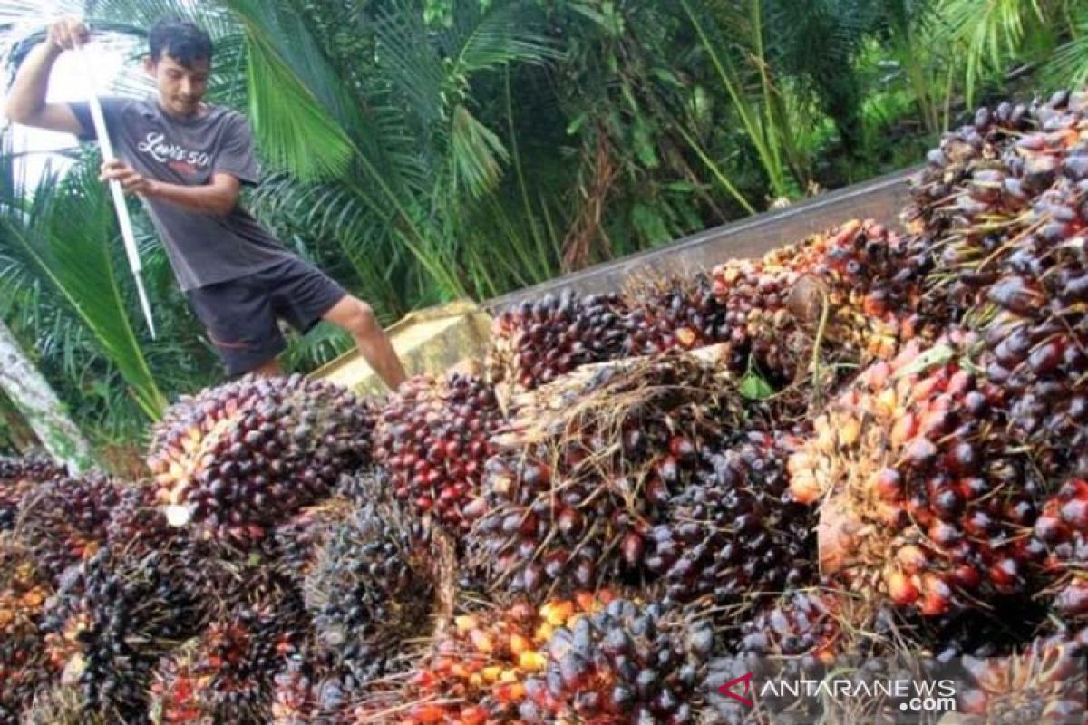 Harga sawit di Aceh Utara capai Rp1.900 per kilogram