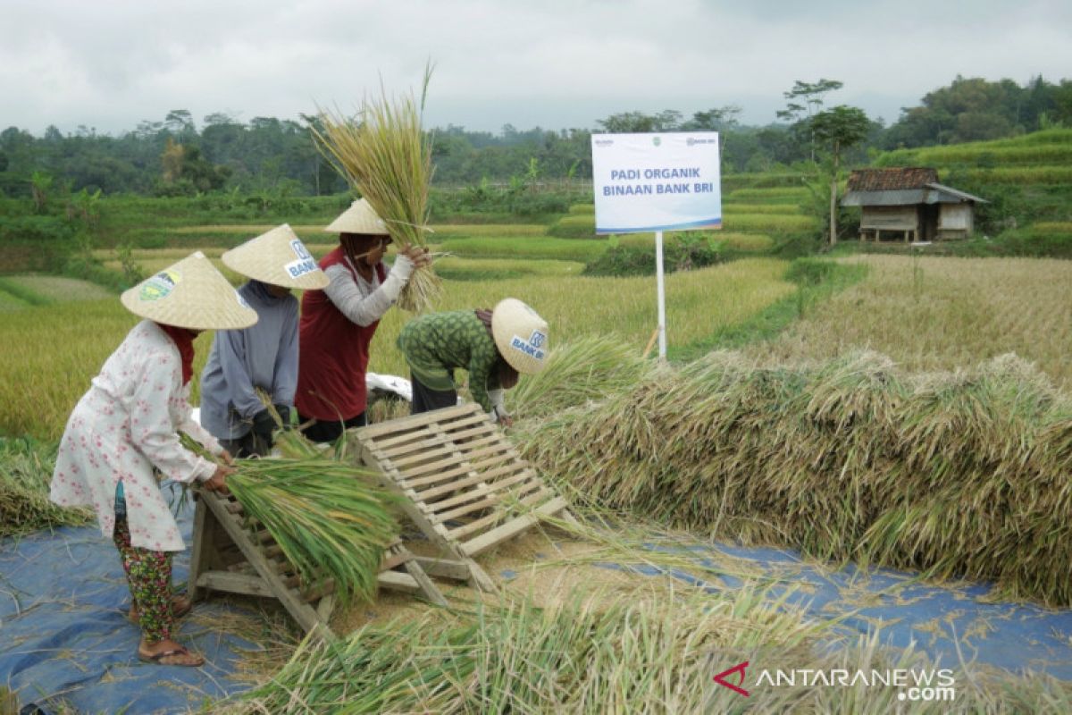 BRI dukung pengembangan ekosistem padi perkuat ketahanan pangan
