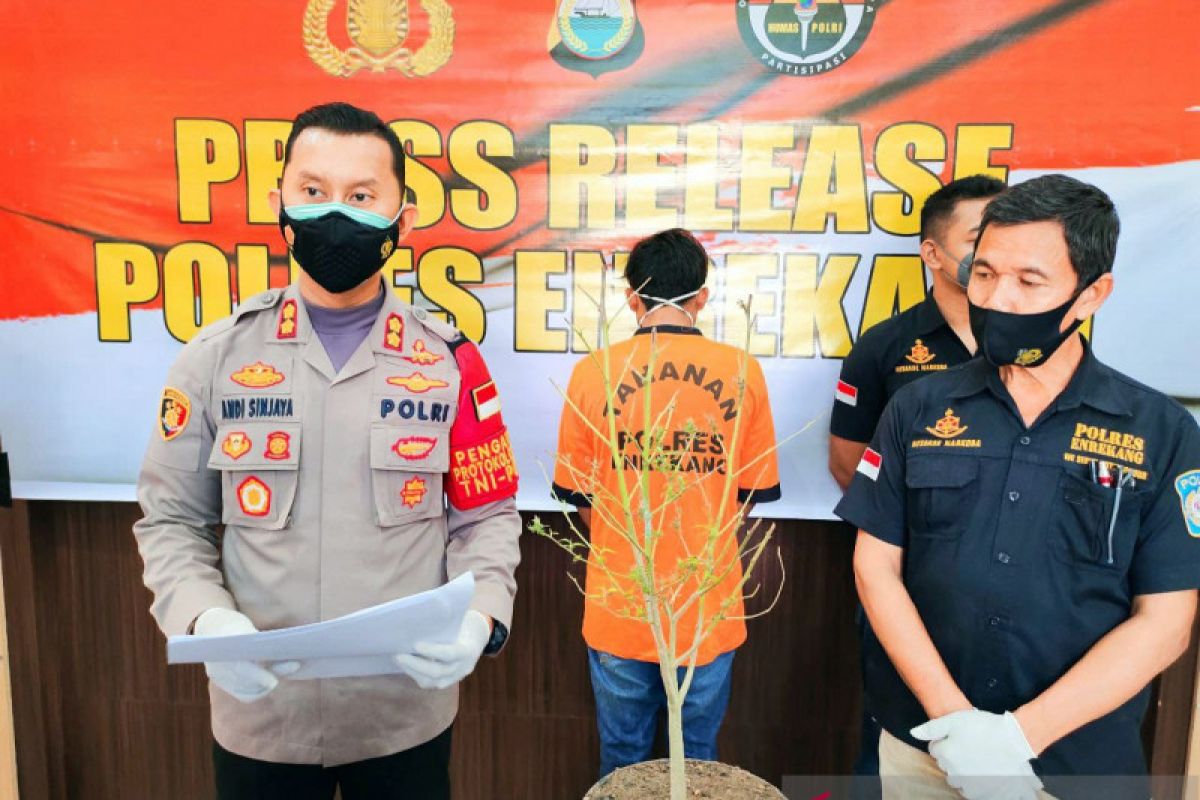 Polres Enrekang ringkus petani tanam ganja secara hidroponik