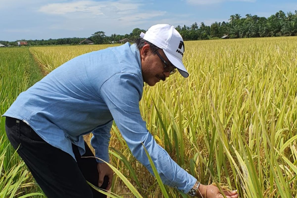 Bulog Riau mulai bangun infrastruktur modern rice milling plant