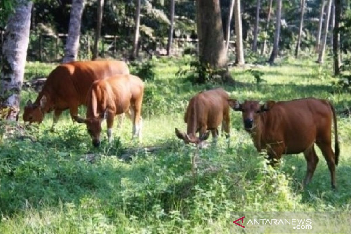 Kabupaten Penajam targetkan populasi sapi 17.000 ekor pada 2023