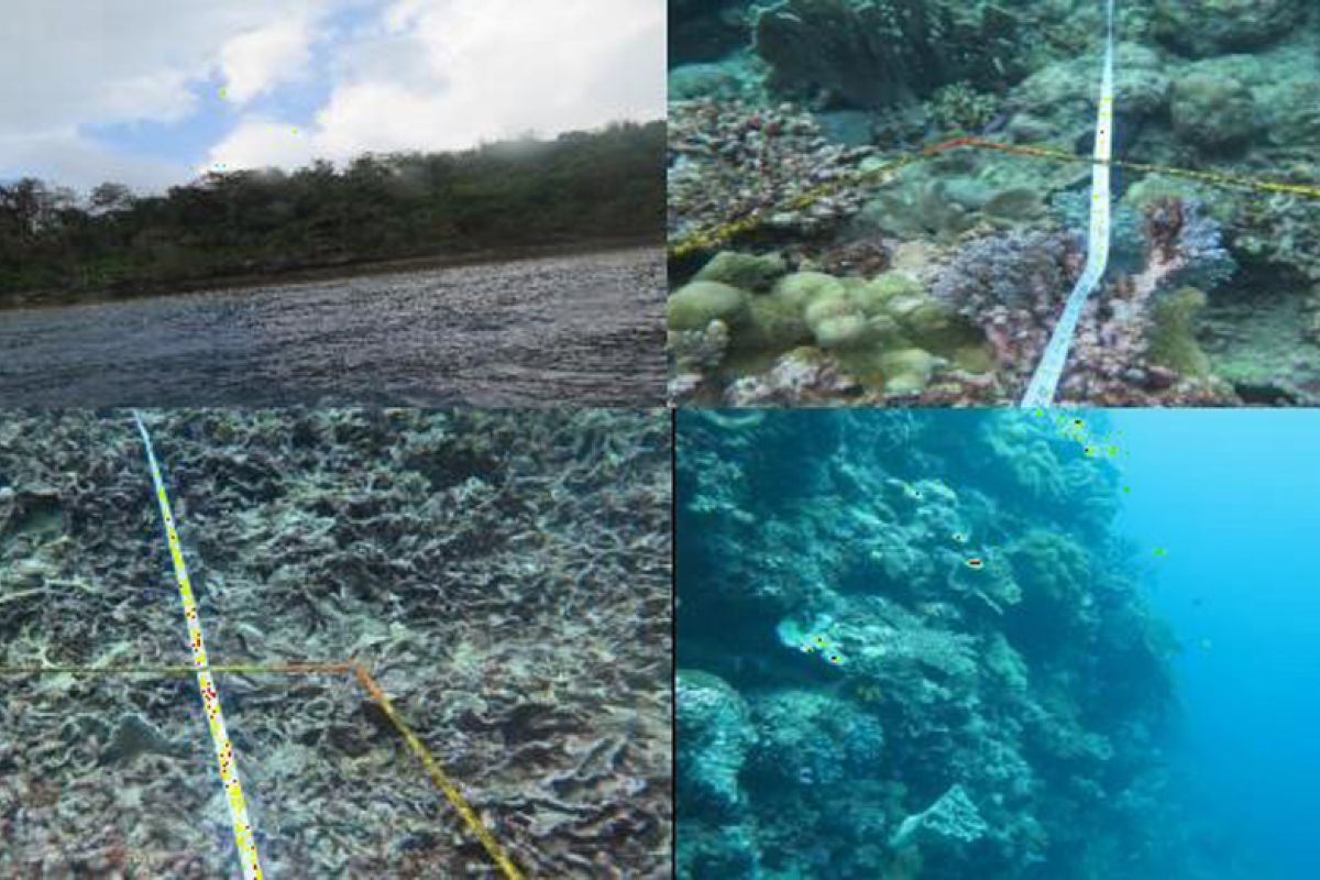 LIPI: Ekosistem karang Basin Wetar dan Palung Timor KTI bervariasi, lestarikan lingkungan