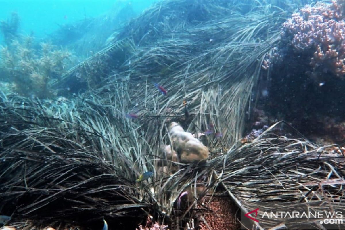 Sampah kapal pengambil telur ikan cemari kawasan konservasi Kei Kecil