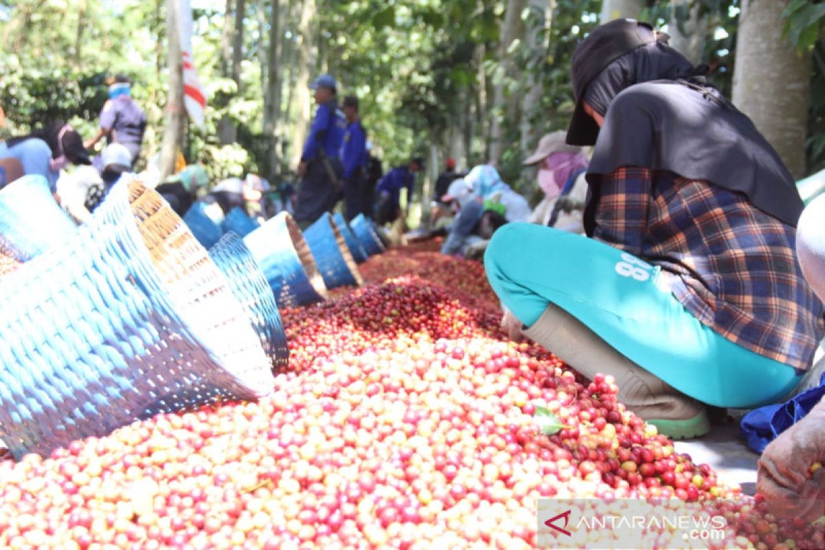 PTPN XII targetkan produksi kopi 3.601 ton pada 2021