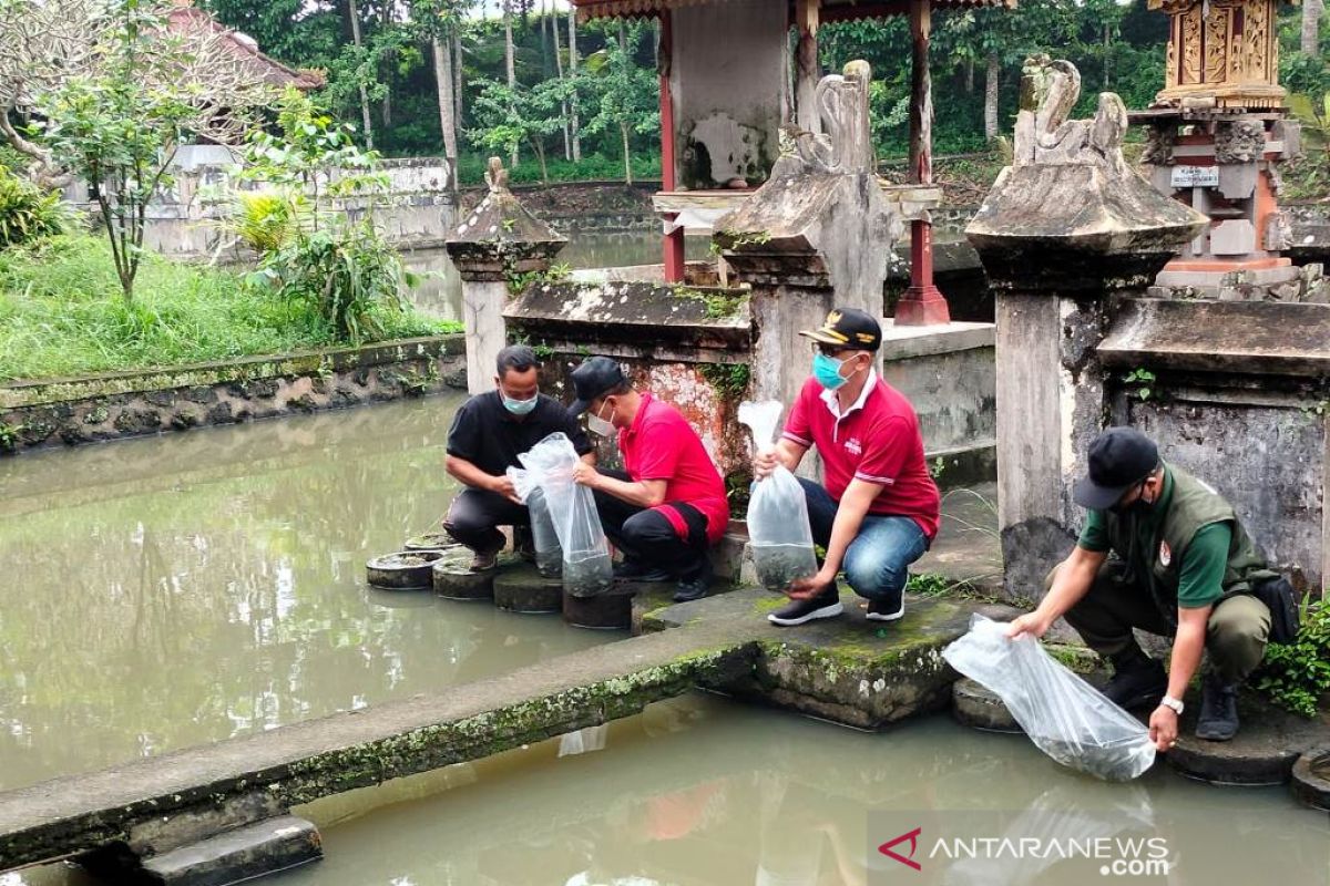 Wakil Bupati Bangli tebar benih ikan di Pura Langgar