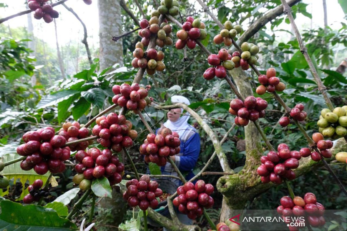 Cuaca mendukung, produktivitas tanaman kopi robusta di Temanggung meningkat