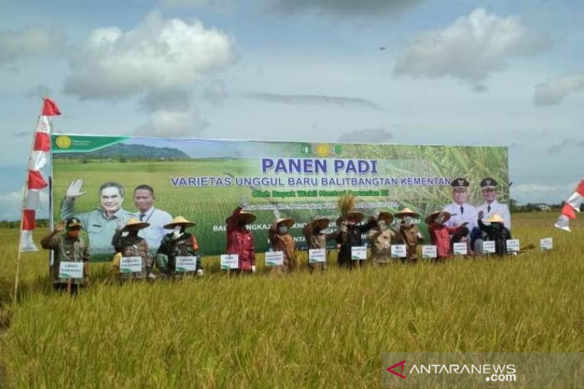 BPTP targetkan Kalbar jadi lumbung pangan baru luar Pulau Jawa