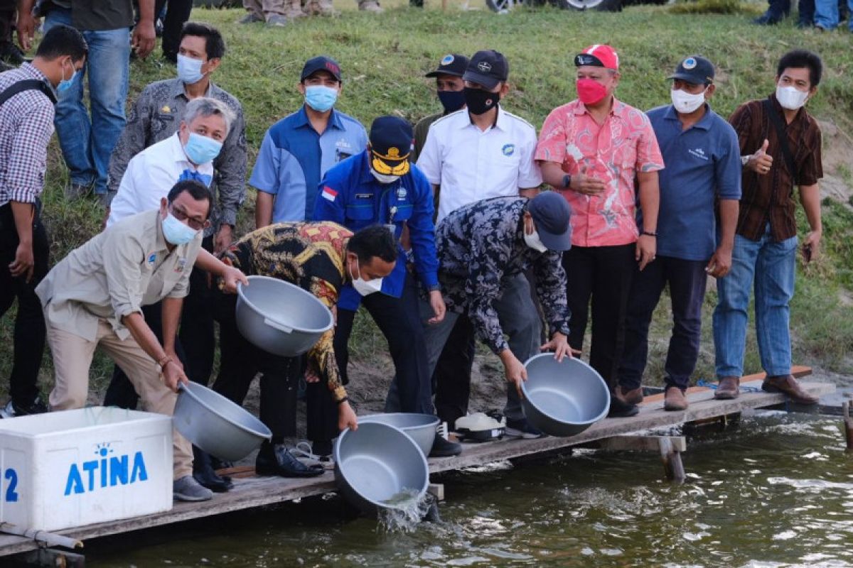 Gubernur Sulsel tebar 30.000 benur kembalikan kejayaan udang windu