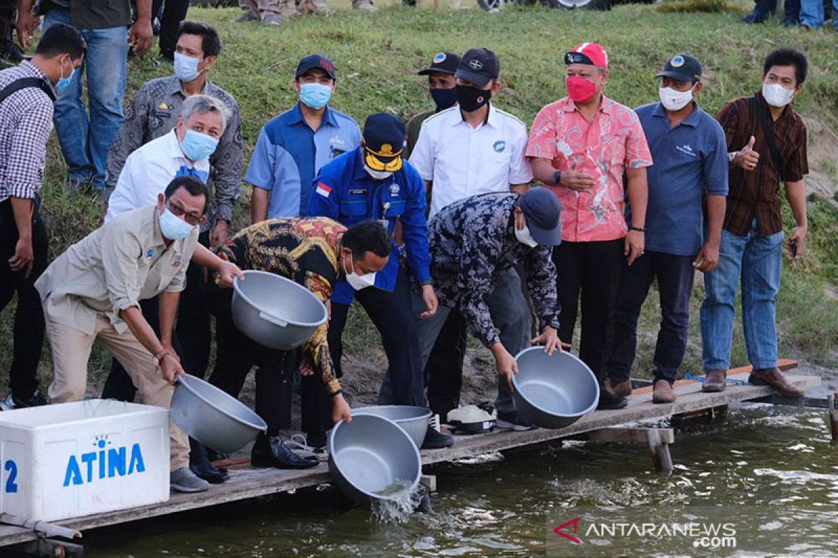 Gubernur Sulsel tebar 30 ribu benur kembalikan kejayaan udang windu