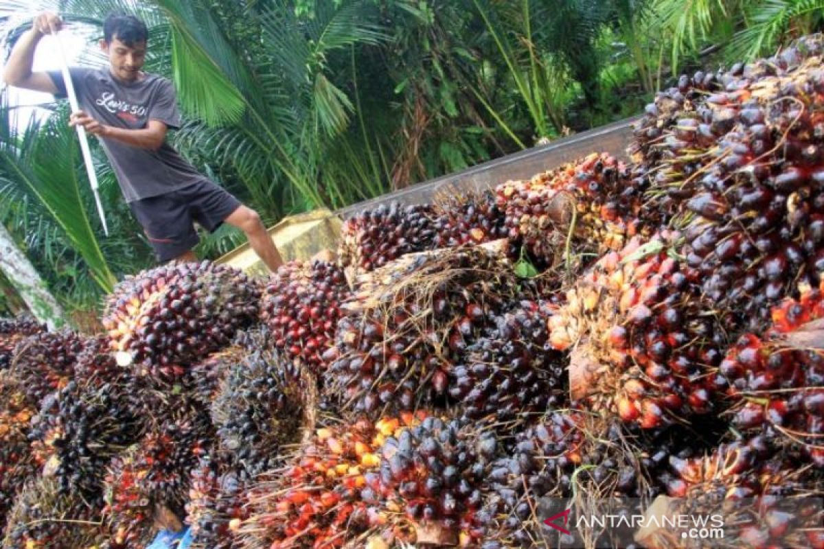 Pemkab Nagan Raya minta PMKS beli TBS sawit petani sesuai harga resmi