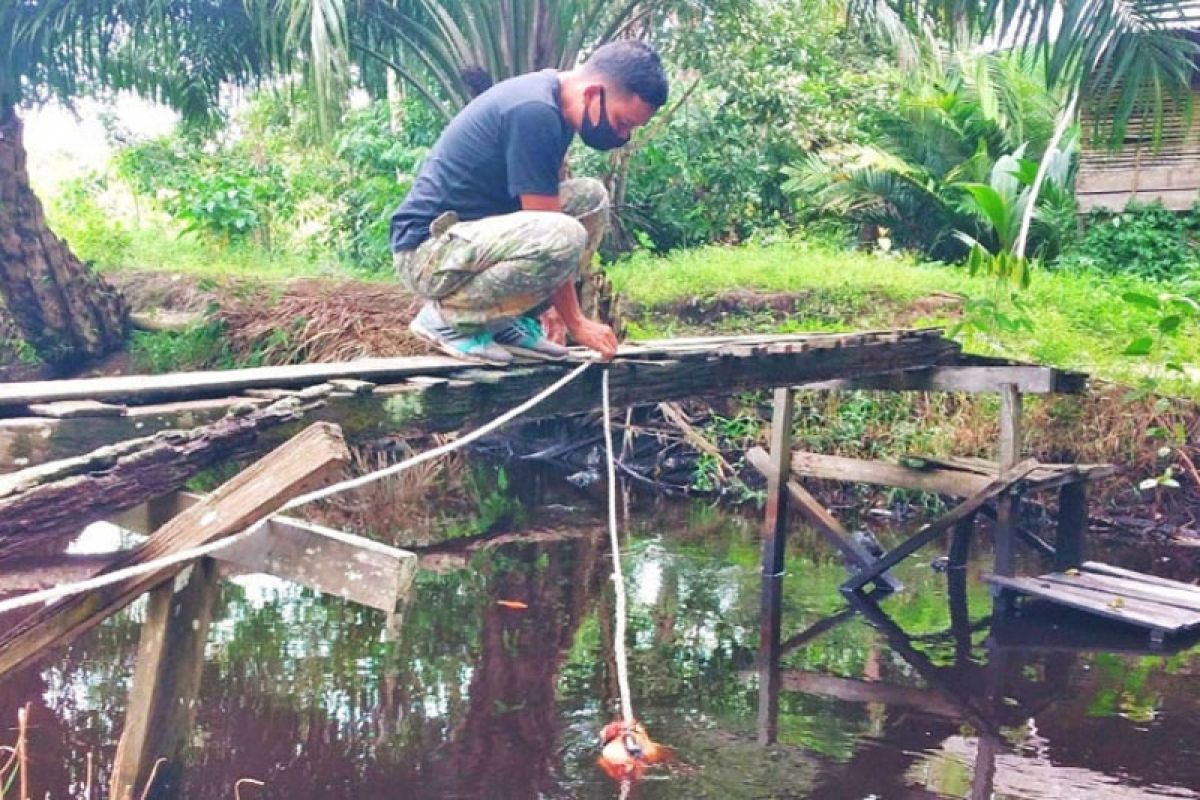 Pancingan berumpan ayam dipasang untuk tangkap buaya di darat