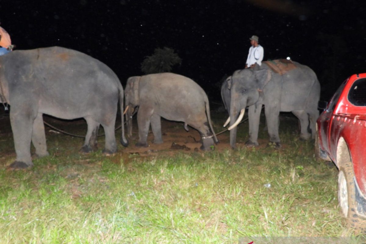 Dipandu gajah latih, Kaesang dan Dodo dievakuasi ke Tesso Nilo