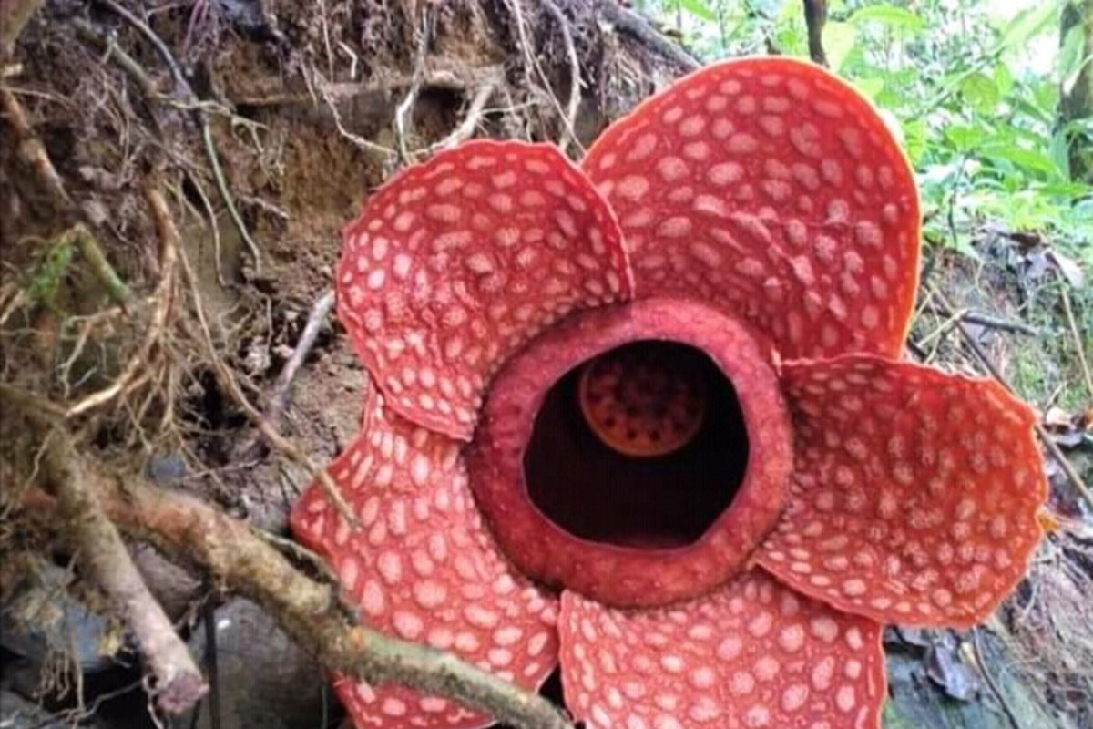 Bunga Rafflesia jenis ini ditemukan mekar di daerah Sungai Gambir Sako Tapan