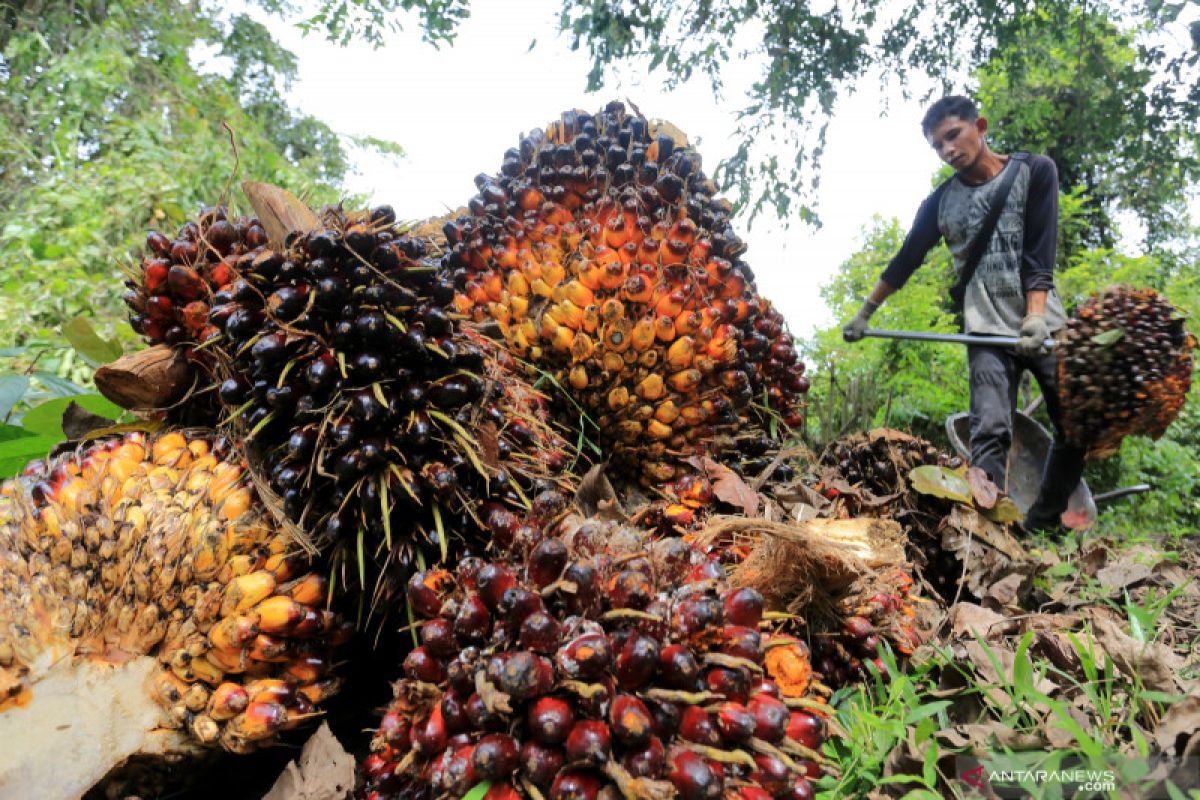 Program sarpras BPDPKS dinilai tingkatkan daya saing pekebun