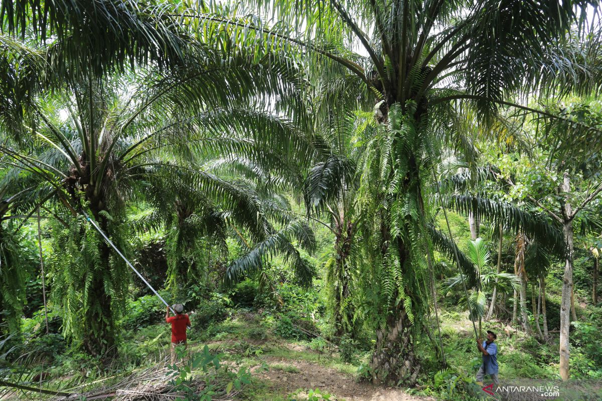 KemenkopUKM dukung program peremajaan kelapa sawit rakyat
