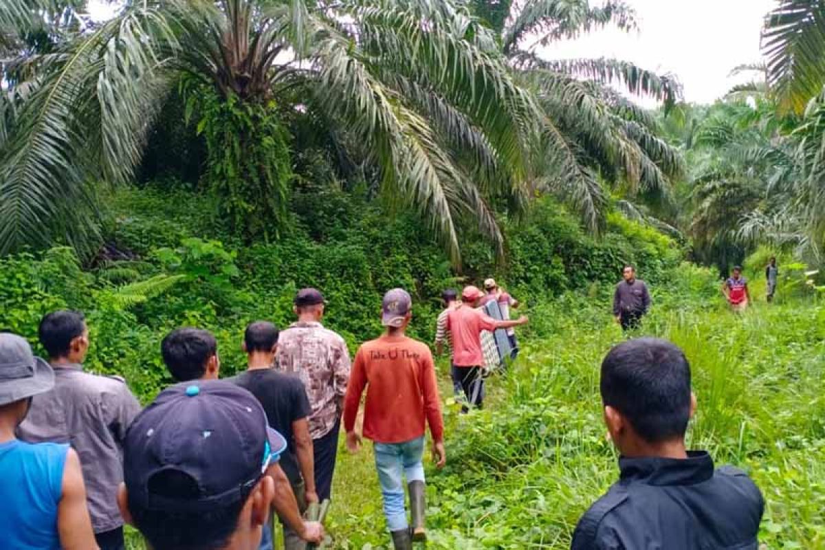 Pria paruh baya ditemukan meninggal dunia di kebun sawit