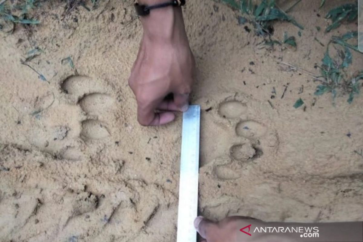 Jejak harimau ditemukan di kebun sawit di Pelalawan