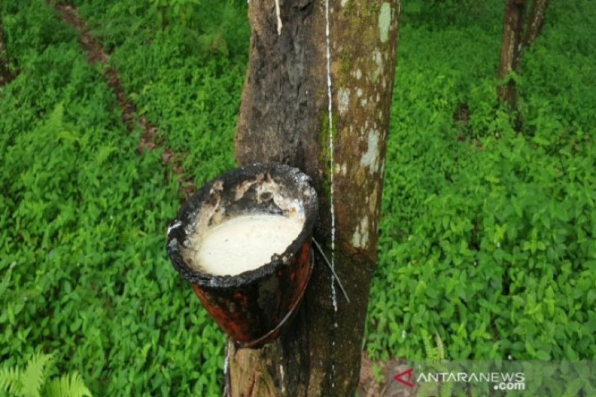 Gapkindo forecasts price of rubber exports to climb until end of 2021